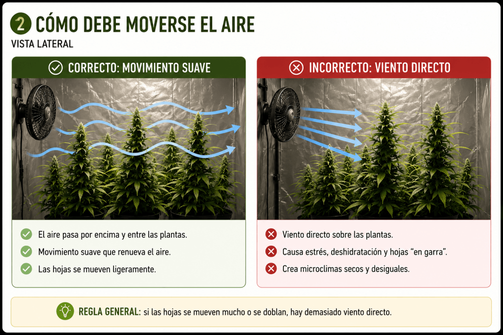 Comparativa entre una circulación correcta del aire y el viento directo sobre las plantas.