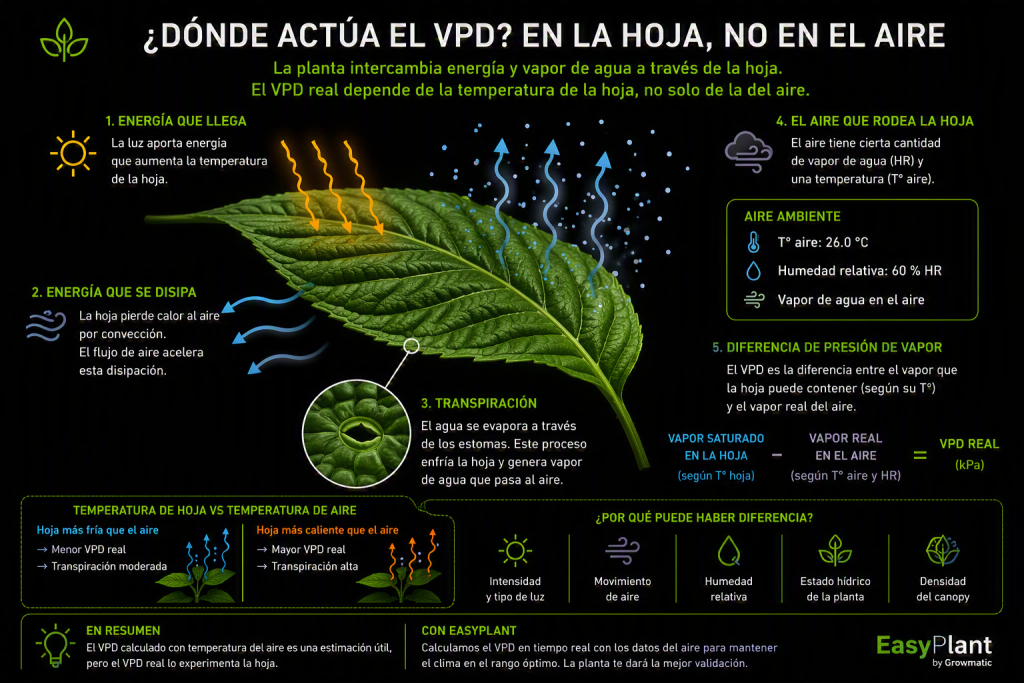 Infografía que explica cómo el VPD actúa en la hoja de cannabis, mostrando la transpiración, el intercambio de energía y la diferencia entre la temperatura de la hoja y la del aire.