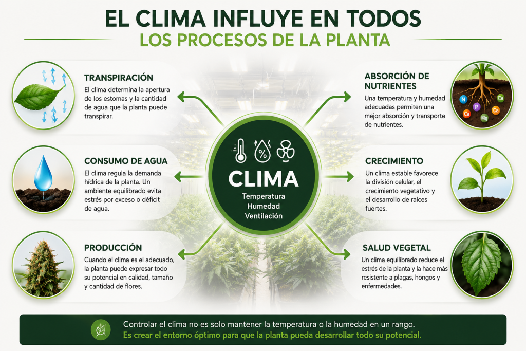 Cómo la temperatura, la humedad y la ventilación influyen en la transpiración, absorción de nutrientes, crecimiento y salud de las plantas en cultivo interior.
