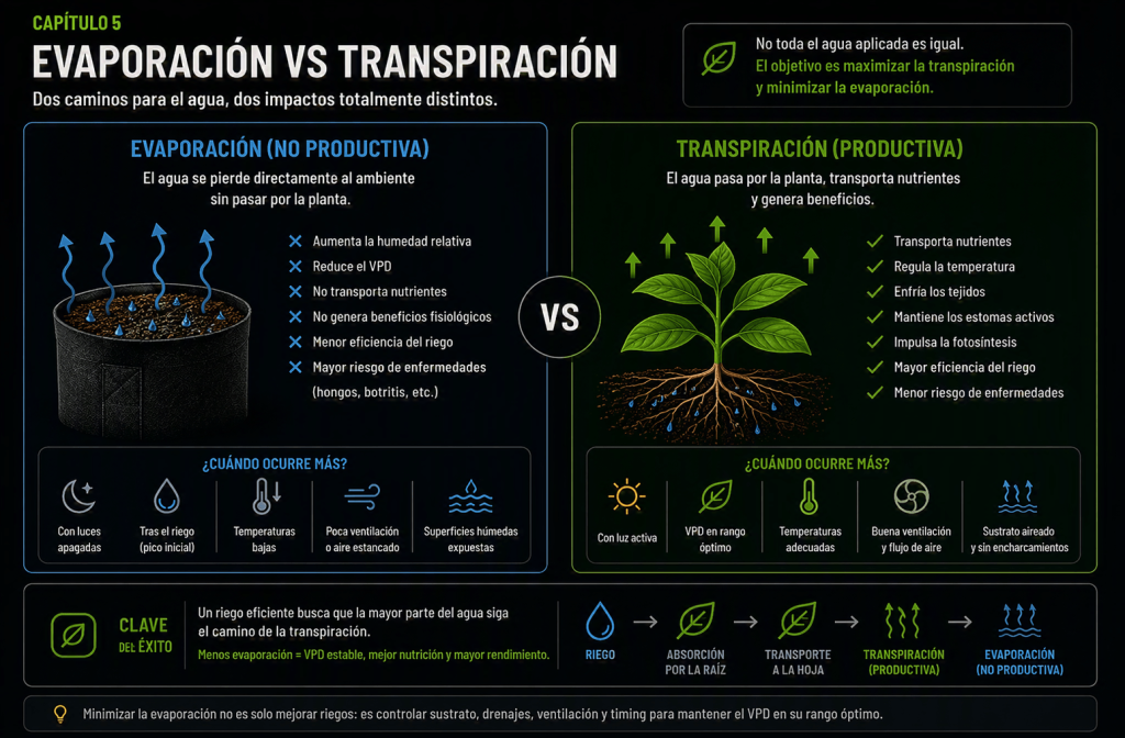 Comparativa entre evaporación y transpiración en un cultivo indoor, explicando sus diferencias y su impacto sobre el VPD, la eficiencia del riego y el desarrollo de la planta.
