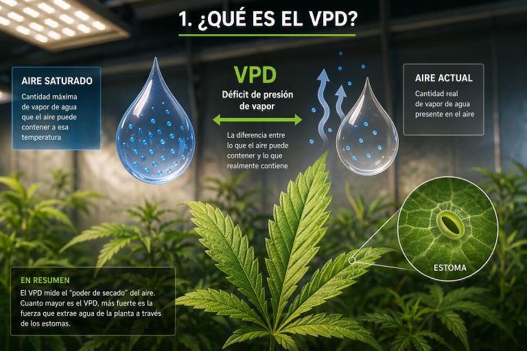 Qué es el VPD en cannabis y cómo afecta a la planta