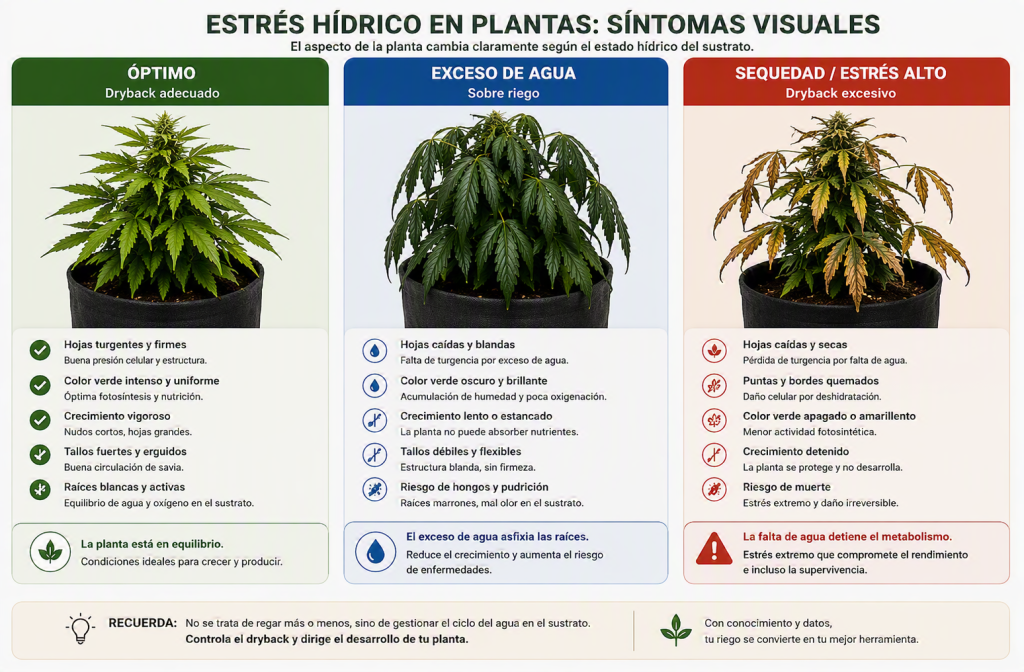Síntomas visuales de estrés hídrico en plantas de cannabis